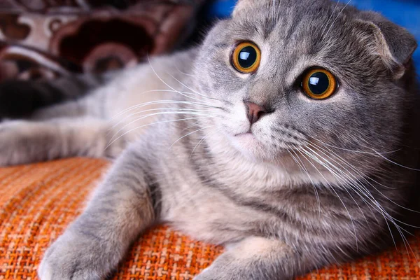 Muito Bonito Bonito Puro Sangue Escocês Dobra Gato Encontra Sofá — Fotografia de Stock