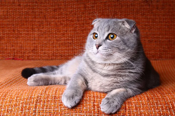 Very Cute Beautiful Purebred Scottish Fold Cat Lies Sofa — Stock Photo, Image