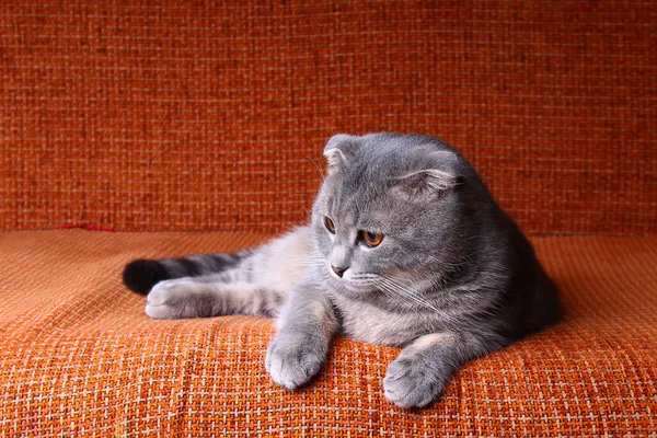 Симпатичная Красивая Чистокровная Шотландская Кошка Лежит Диване — стоковое фото