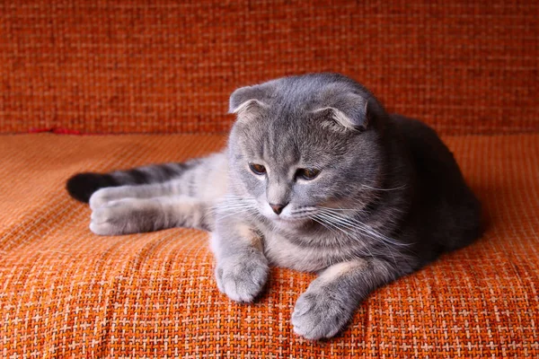 Mycket Söt Och Vacker Renrasig Skotsk Fold Katt Ligger Soffa — Stockfoto