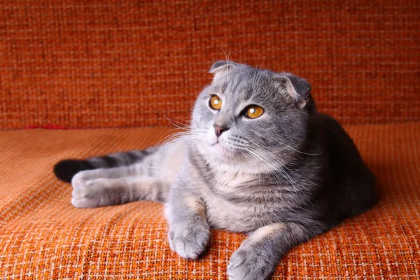 Very Cute Beautiful Purebred Scottish Fold Cat Lies Sofa — Stock Photo, Image