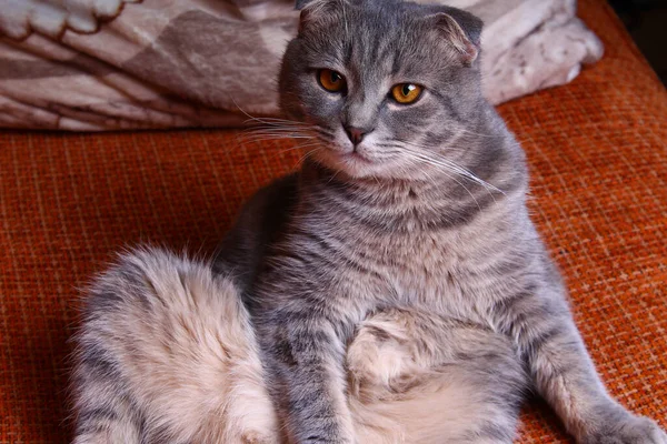 Très Mignon Beau Chat Écossais Pur Trouve Sur Canapé — Photo