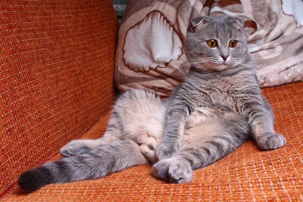 아름다운 스코틀랜드의 고양이가 사람처럼 소파에 앉아서 바라보고 있습니다 — 스톡 사진