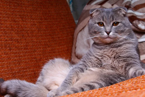 귀엽고 아름다운 스코틀랜드접는 고양이가 소파에 — 스톡 사진