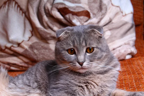 Très Mignon Beau Chat Écossais Pur Trouve Sur Canapé — Photo