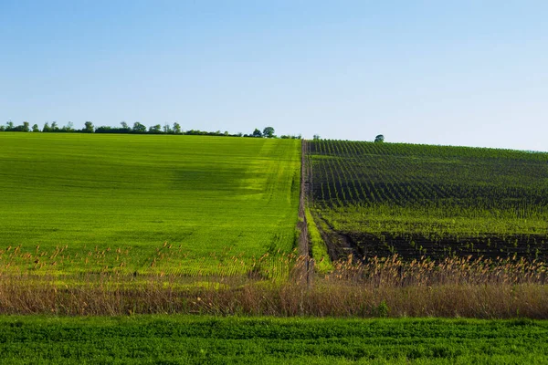 Campos Verdes Primavera Jardins Paisagem Montanhosa Terras Agrícolas — Fotografia de Stock