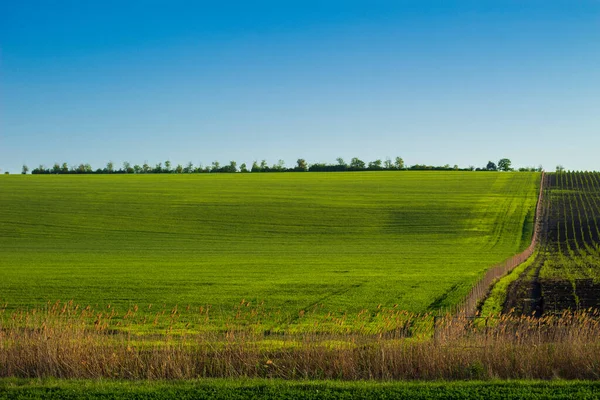 Grüne Frühlingsfelder Und Gärten Hügelige Landschaft Mit Ackerland — Stockfoto