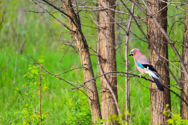 自然栖息地的雀鸟在模糊的绿色背景下栖息 — 图库照片