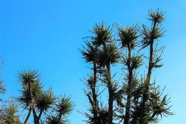 Technique Rejuvenation Trees While — Stock Photo, Image