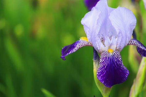 Kentsel Manzara Tasarımında Yaygın Olan Çok Güzel Bir Iris Çiçeği — Stok fotoğraf