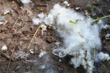 Kavak kabuğu bir ağaçtan düştü. Alerji sorunlarına neden olur ve yanıcıdır. Arkaplan