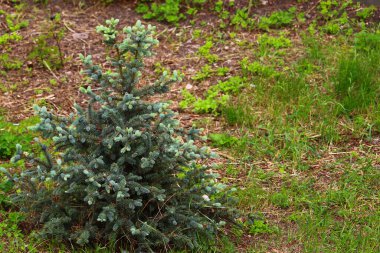 Doğal ortamında genç bir Noel ağacı. Kopyalama alanı olan arkaplan