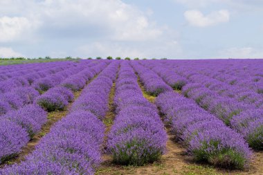 Avrupa 'da aromatik yağ için yetiştirilen bir lavanta tarlası. Güzel arka plan. Uzun çiçek sıraları
