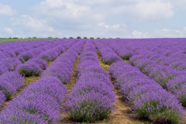 Avrupa 'da aromatik yağ için yetiştirilen bir lavanta tarlası. Güzel arka plan. Uzun çiçek sıraları