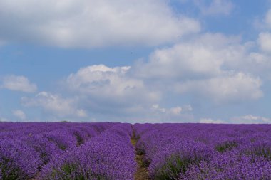 Avrupa 'da aromatik yağ için yetiştirilen bir lavanta tarlası. Güzel arka plan. Uzun çiçek sıraları