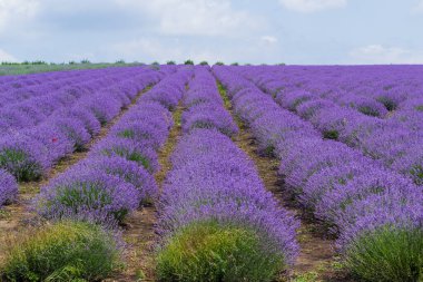 Avrupa 'da aromatik yağ için yetiştirilen bir lavanta tarlası. Güzel arka plan. Uzun çiçek sıraları