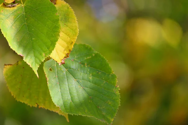 Foglie Albero Durante Autunno Oro Sfondo Astratto Focus Selettivo — Foto Stock