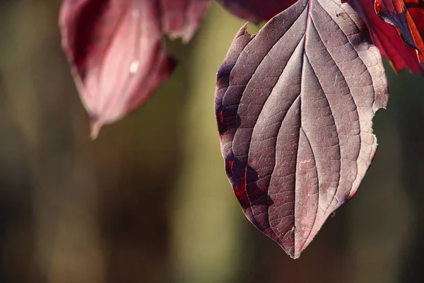 Feuilles Sur Arbre Pendant Automne Doré Contexte Abstrait Concentration Sélective — Photo