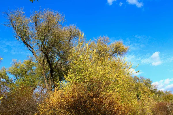 Alberi Gialli Nel Periodo Dell Autunno Dorato Contesto — Foto Stock