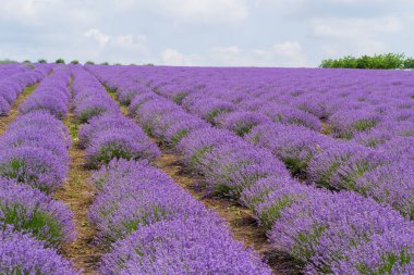 Avrupa 'da aromatik yağ için yetiştirilen bir lavanta tarlası. Güzel arka plan. Uzun çiçek sıraları