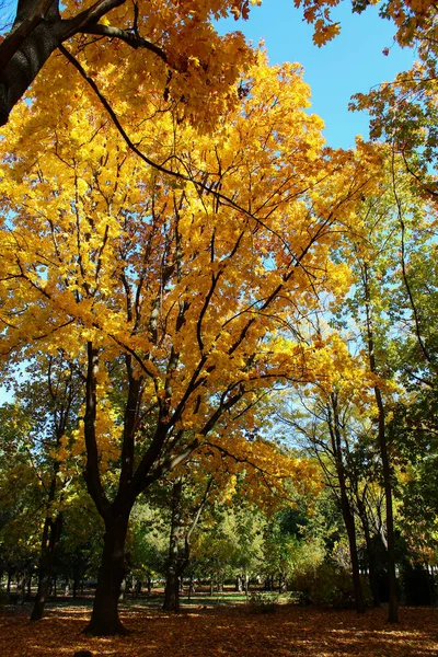 Sárga Fák Arany Ősz Időszakában Háttér — Stock Fotó