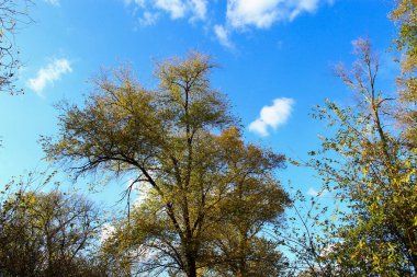 Altın sonbahar döneminde sarı ağaçlar. Arkaplan