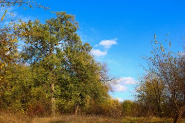Altın sonbahar döneminde sarı ağaçlar. Arkaplan