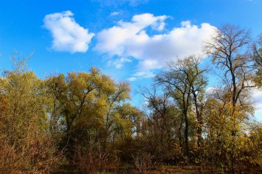 Altın sonbahar döneminde sarı ağaçlar. Arkaplan