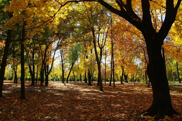 Желтые Деревья Период Золотой Осени Фон — стоковое фото