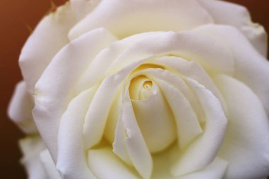 Güzel, taze, beyaz bir bahçe. Arkaplan