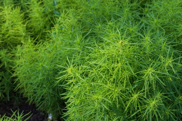 Decorative herb on a bed of a city park. Background