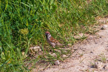 Çimenlerdeki serçe böcek böcekleriyle besleniyor. Arkaplan
