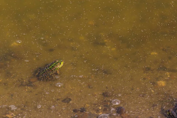 Grenouille Dans Marais Sale Avec Place Pour Texte Inscription Contexte — Photo