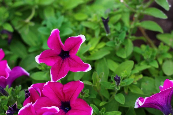 Prachtige Petunia Bloemen Een Bloembed Een Stadspark Achtergrond — Stockfoto