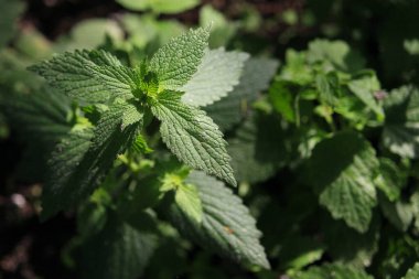 Isırgan yaprakları güneş ışığına karşı doğada. Arkaplan