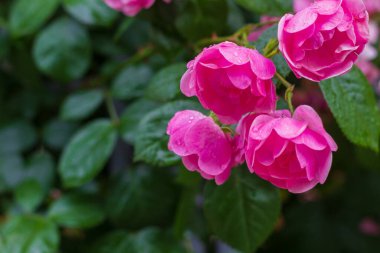 Bahçede yağmurdan sonra güller. Seçici odaklanma. Arka plan bulanık. Metin için kopyalama alanı