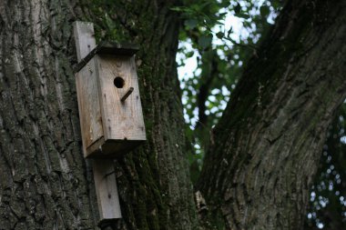 Parktaki bir ağaçtaki kuş evi. Kuşları beslemek ve şehir ortamında hayatta kalmaya yardım etmek. Doğayla ilgilenmek.