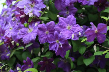 Yazın parkta çiçek açan yataklar. Seçici odaklanma. Arkaplan