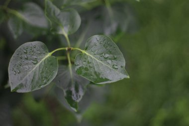 Ağacın ıslak yaprakları. Metin için kopyalanmış sonbahar arkaplanı