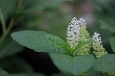 Yazın parkta çiçek açan yataklar. Seçici odaklanma. Arkaplan