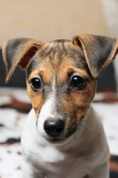 집에서의 강아지 사냥개의 품종은 테리어 Jack Russell Terrier 분위기 — 스톡 사진