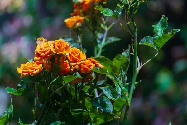 Rosas Depois Chuva Jardim Foco Seletivo Fundo Desfocado Copyspace Para — Fotografia de Stock