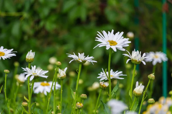 夏天公园里盛开的花坛 有选择的重点 — 图库照片