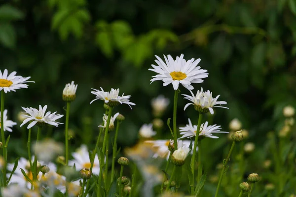 Blühende Beete Park Sommer Selektiver Fokus Hintergrund — Stockfoto