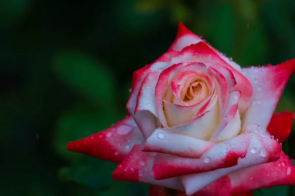 Rose Dopo Pioggia Giardino Concentrazione Selettiva Sfondo Sfocato Copyspace Testo — Foto Stock