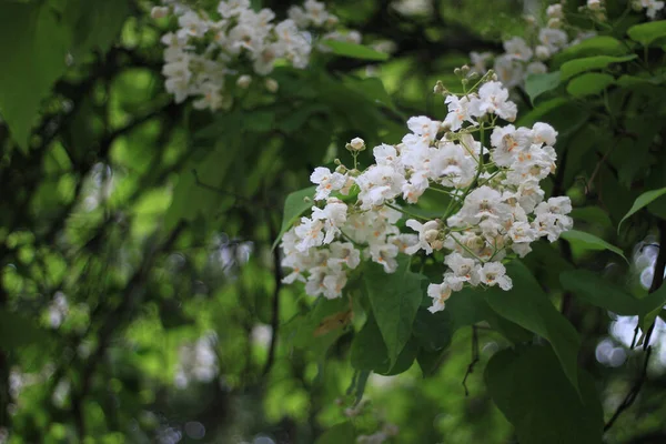 Flowering Catalpa Tree Pasta Tree Selective Focus Blurred Background — Stock Photo, Image