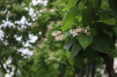 Çiçekli katalpa ağacı ya da makarna ağacı. Seçici odaklanma. Bulanık arkaplan