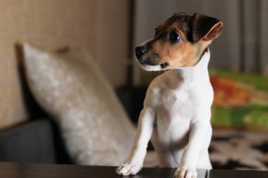 Mutlu komik bir köpek yavrusunun ev hayatı portresi. Av köpeğinin cinsi Jack Russell Terrier 'dir. Sade atmosfer