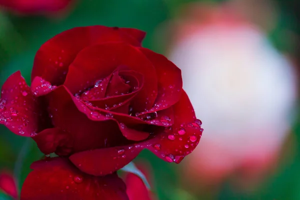 Roses Après Pluie Dans Jardin Concentration Sélective Fond Flou Espace — Photo