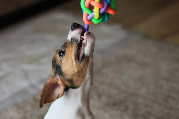 面白い幸せな子犬のホームライフスタイルの肖像画 狩猟犬の品種はジャック ラッセル テリアです 家庭的な雰囲気 — ストック写真